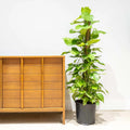 Money Plant Marble XL