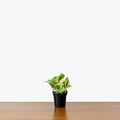 Money Plant Marble