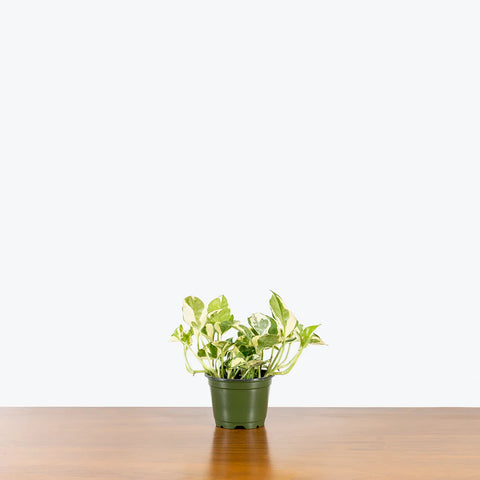 Epipremnum Aureum - N'Joy Pothos