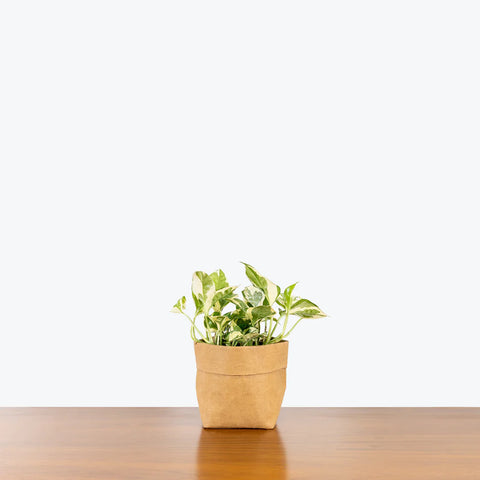 Epipremnum Aureum - N'Joy Pothos