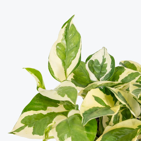 Epipremnum Aureum - N'Joy Pothos