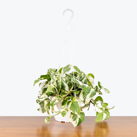 Epipremnum Aureum - N'Joy Pothos