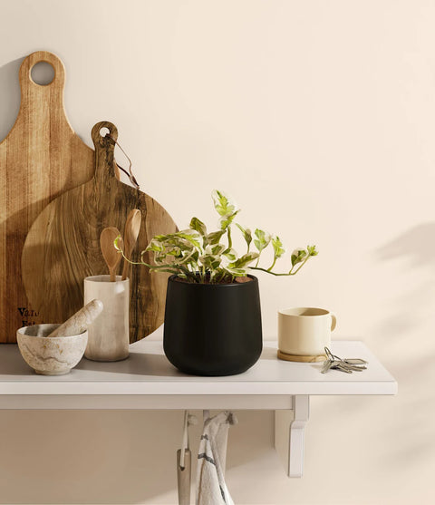 Epipremnum Aureum - N'Joy Pothos