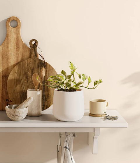 Epipremnum Aureum - N'Joy Pothos
