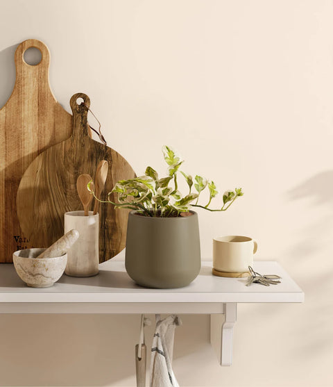 Epipremnum Aureum - N'Joy Pothos