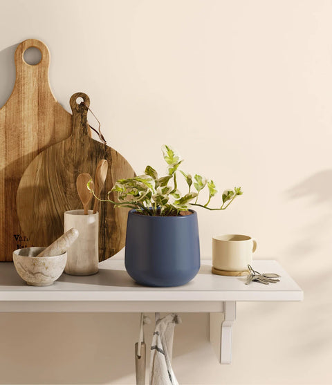 Epipremnum Aureum - N'Joy Pothos