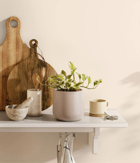 Epipremnum Aureum - N'Joy Pothos
