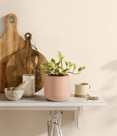 Epipremnum Aureum - N'Joy Pothos