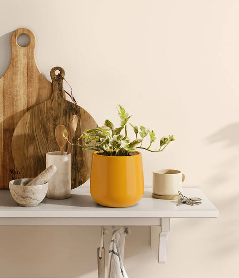 Epipremnum Aureum - N'Joy Pothos