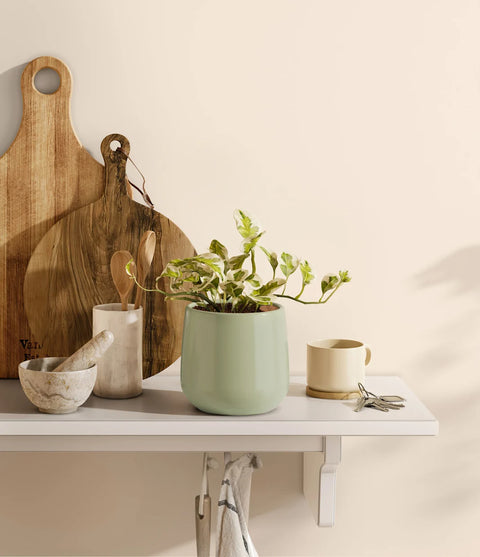 Epipremnum Aureum - N'Joy Pothos