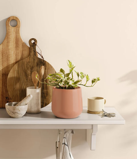 Epipremnum Aureum - N'Joy Pothos