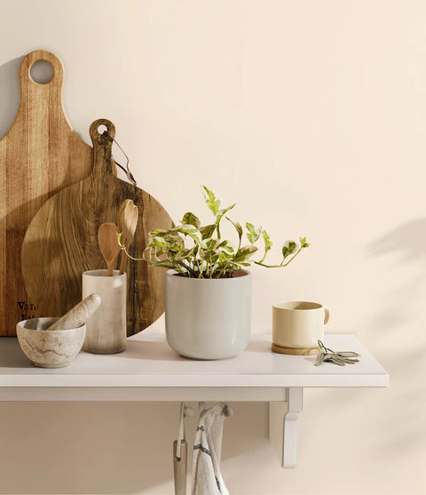 Epipremnum Aureum - N'Joy Pothos