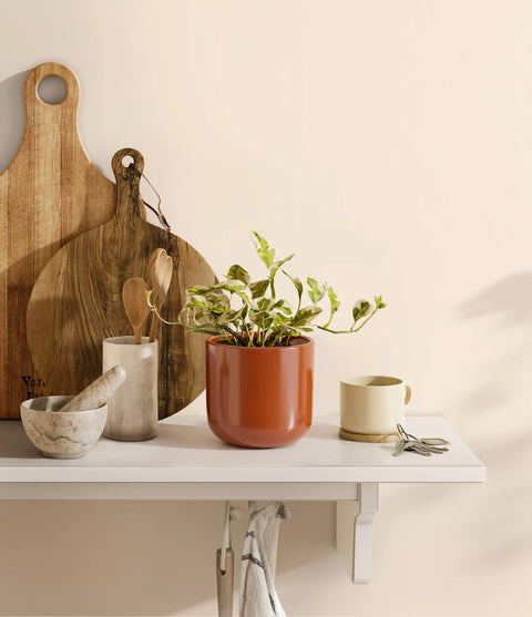 Epipremnum Aureum - N'Joy Pothos
