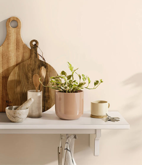 Epipremnum Aureum - N'Joy Pothos