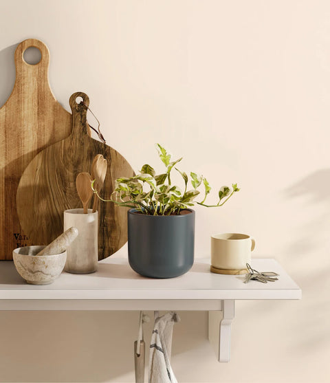 Epipremnum Aureum - N'Joy Pothos