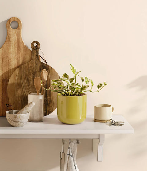 Epipremnum Aureum - N'Joy Pothos
