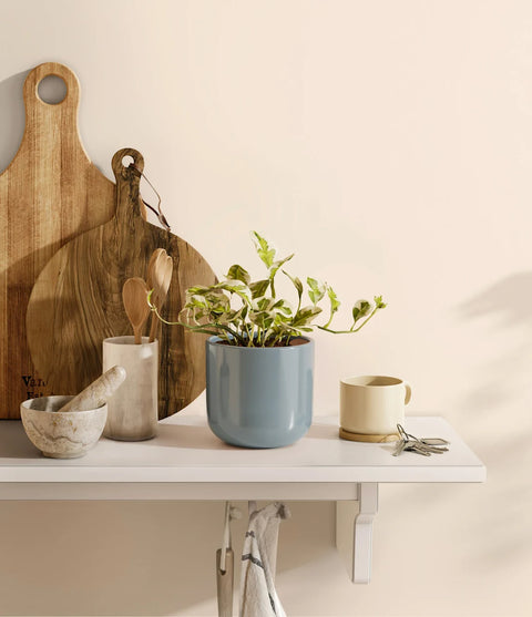 Epipremnum Aureum - N'Joy Pothos