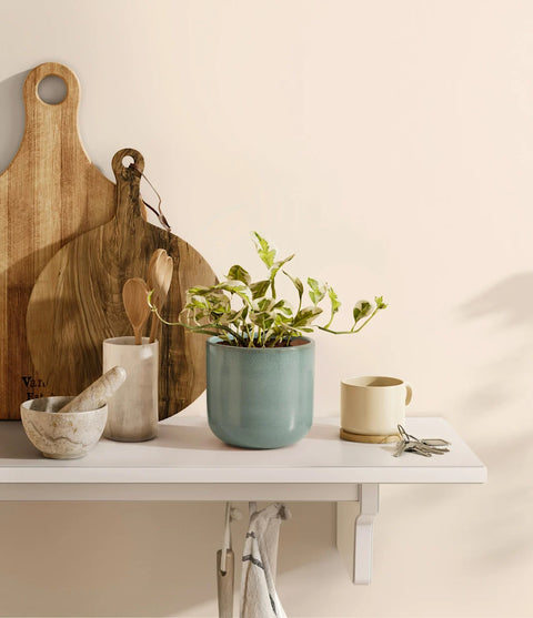 Epipremnum Aureum - N'Joy Pothos