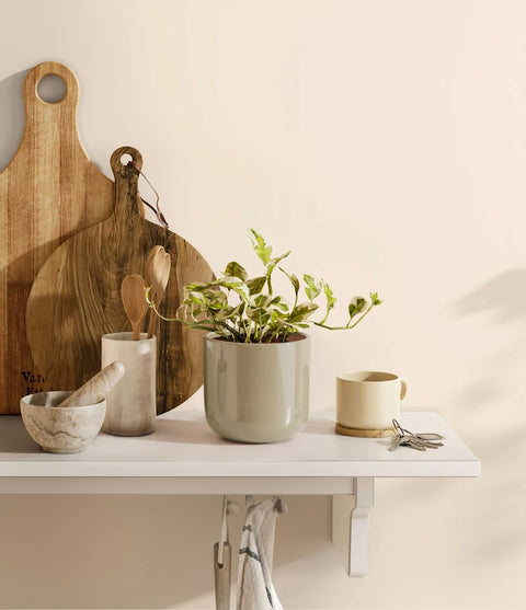 Epipremnum Aureum - N'Joy Pothos