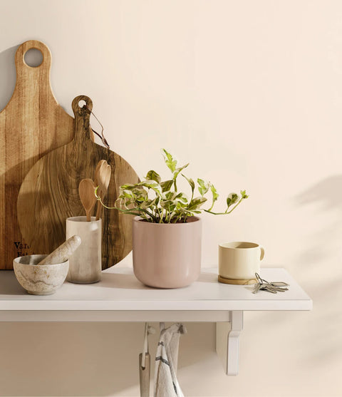 Epipremnum Aureum - N'Joy Pothos
