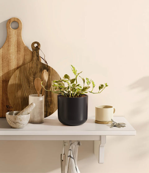 Epipremnum Aureum - N'Joy Pothos
