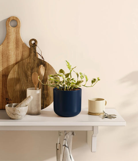 Epipremnum Aureum - N'Joy Pothos