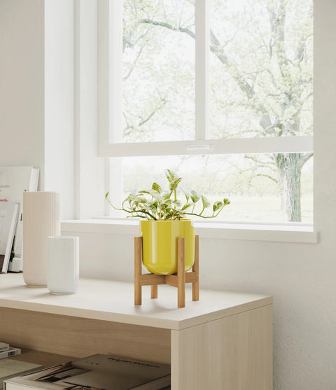 Epipremnum Aureum - N'Joy Pothos