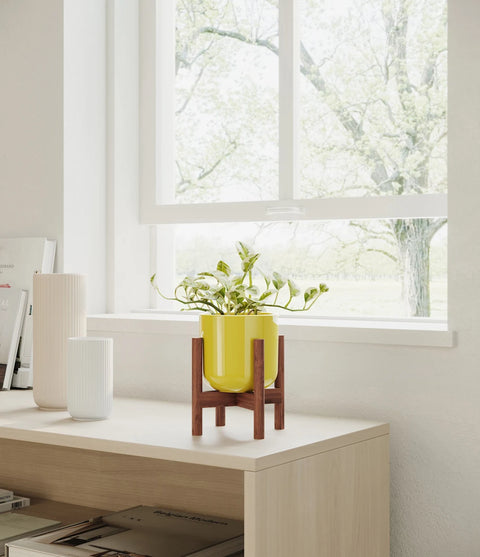 Epipremnum Aureum - N'Joy Pothos