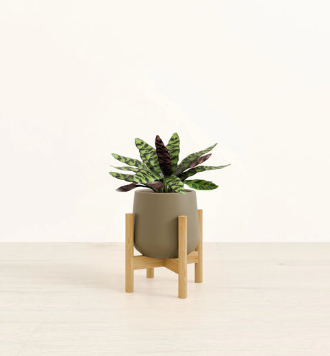 Calathea Rattlesnake