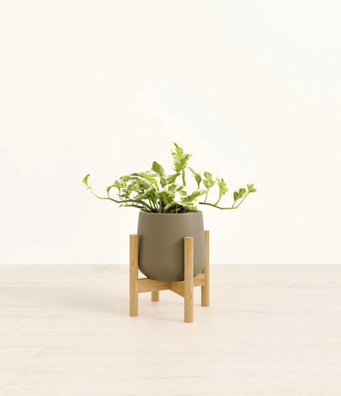Epipremnum Aureum - N'Joy Pothos