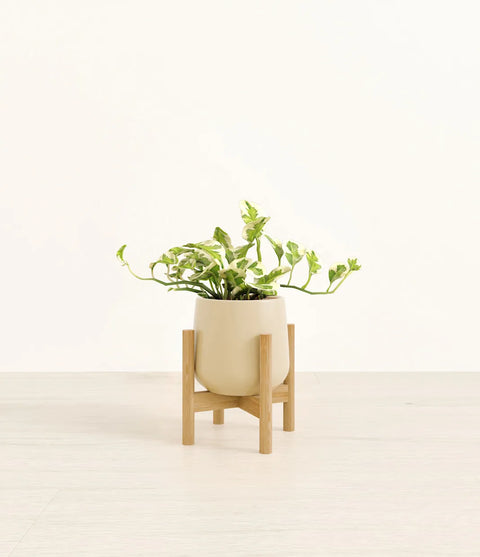 Epipremnum Aureum - N'Joy Pothos