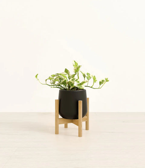 Epipremnum Aureum - N'Joy Pothos