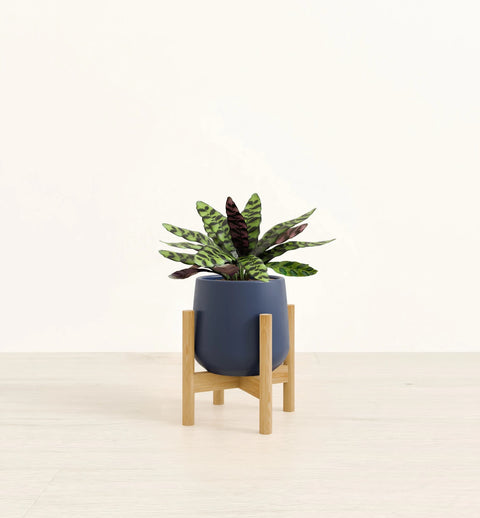 Calathea Rattlesnake