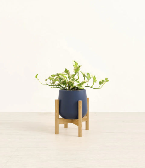 Epipremnum Aureum - N'Joy Pothos