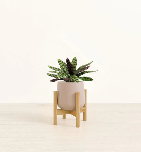 Calathea Rattlesnake