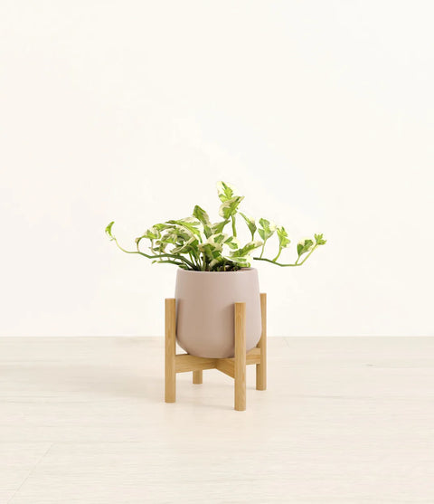 Epipremnum Aureum - N'Joy Pothos