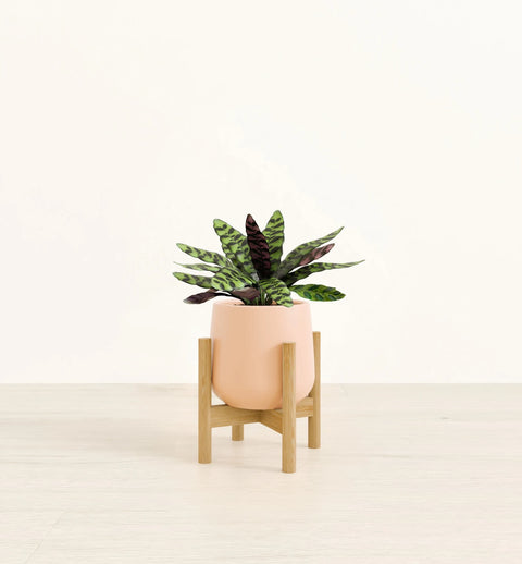 Calathea Rattlesnake