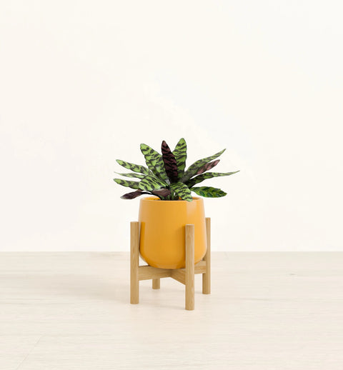 Calathea Rattlesnake
