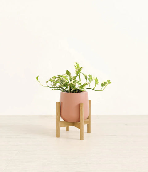 Epipremnum Aureum - N'Joy Pothos