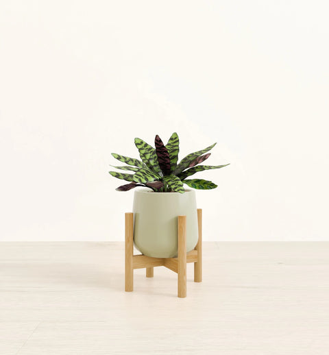 Calathea Rattlesnake