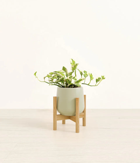 Epipremnum Aureum - N'Joy Pothos