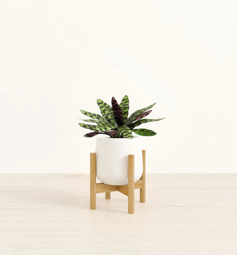 Calathea Rattlesnake