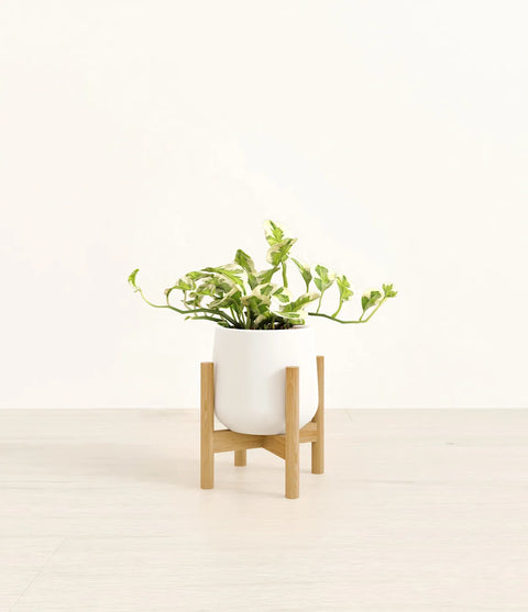 Epipremnum Aureum - N'Joy Pothos