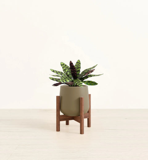 Calathea Rattlesnake