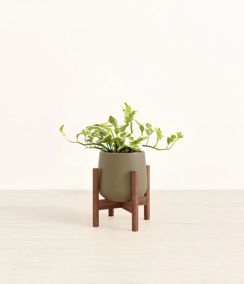 Epipremnum Aureum - N'Joy Pothos
