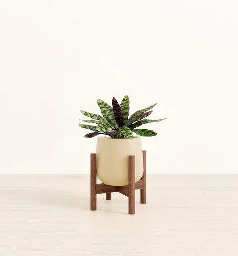 Calathea Rattlesnake