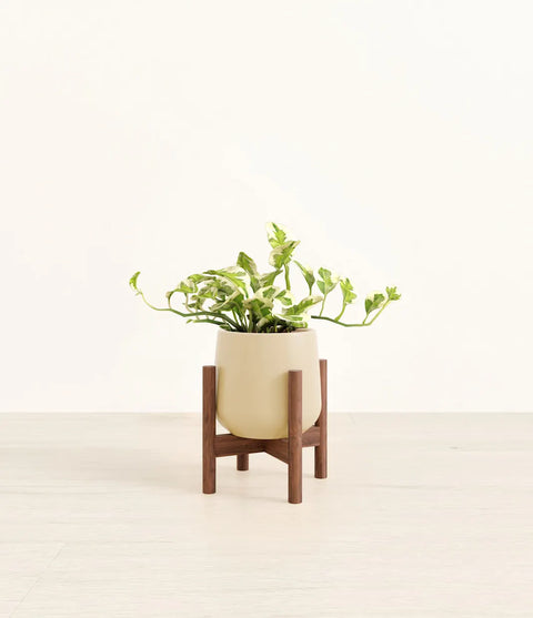 Epipremnum Aureum - N'Joy Pothos