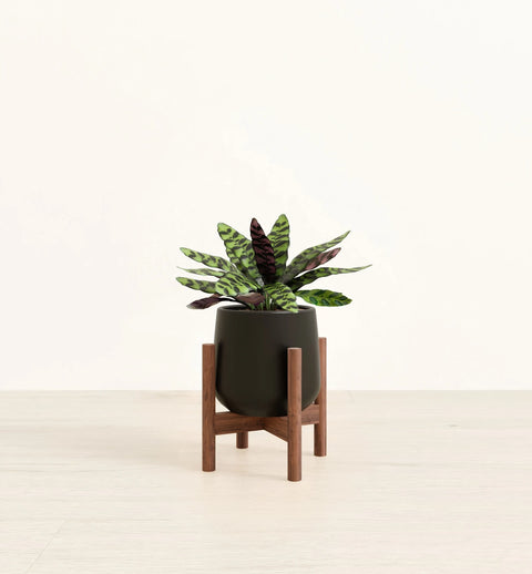 Calathea Rattlesnake