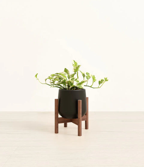 Epipremnum Aureum - N'Joy Pothos