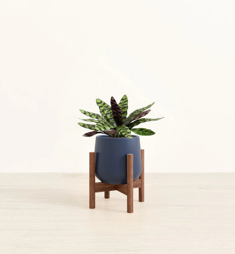 Calathea Rattlesnake